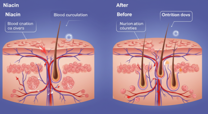나이아신의 혈액순환 개선 효과를 보여주는 일러스트