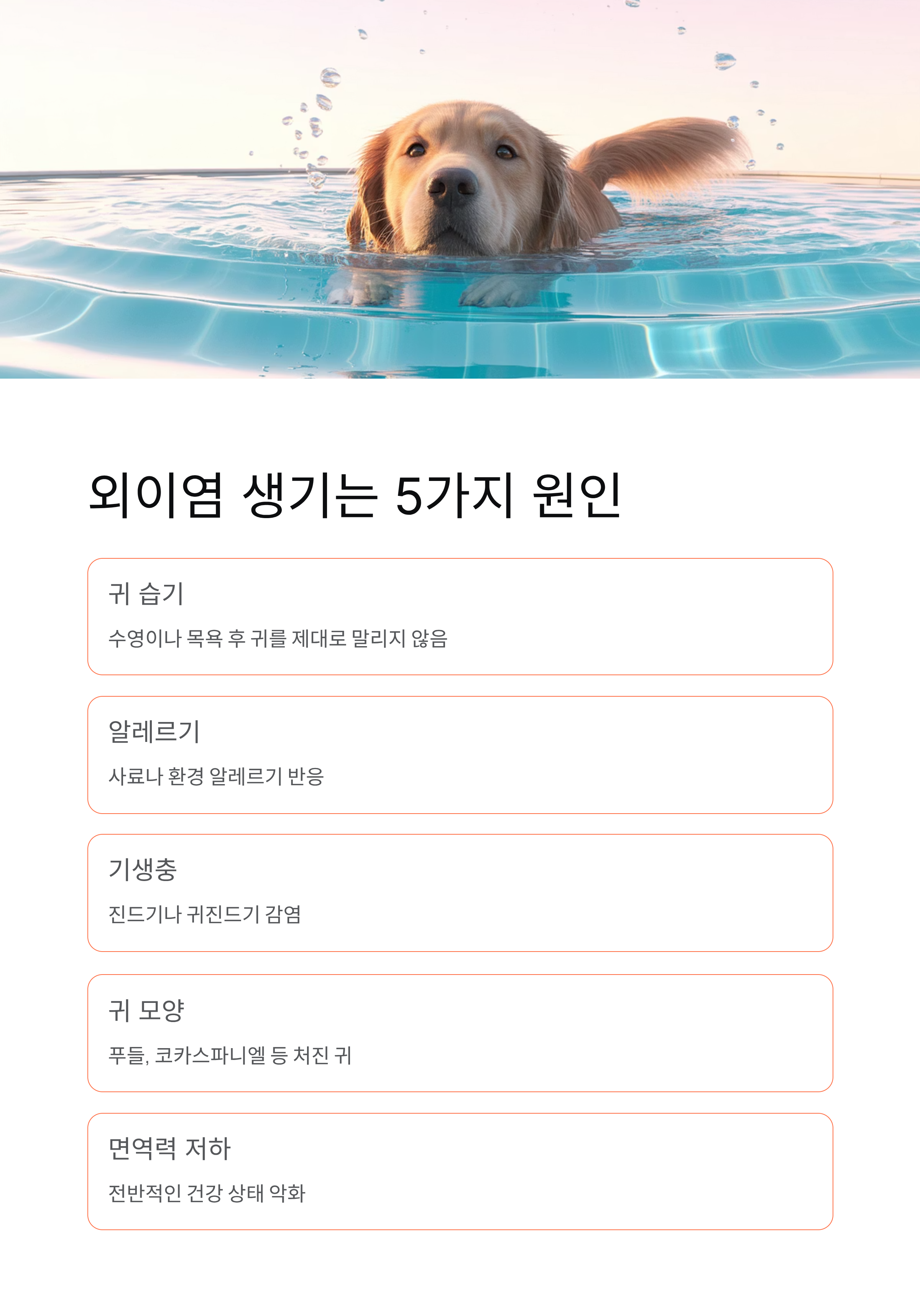 강아지 외이염 100% 해결! 집에서 3일 만에 좋아지는 비법