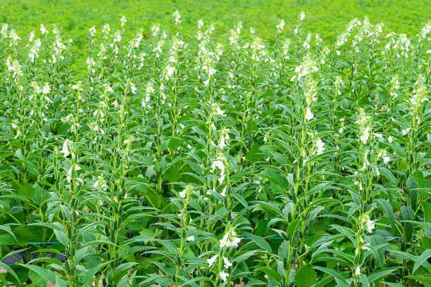 들깨가루 효능|피부부터 혈관까지 챙기는 슈퍼푸드