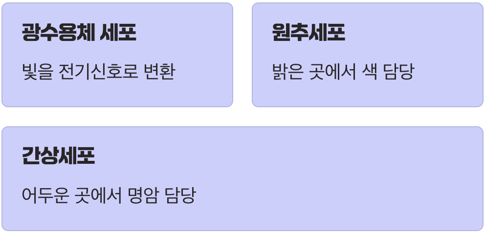 우리 눈의 필름, 망막에 생긴 문제