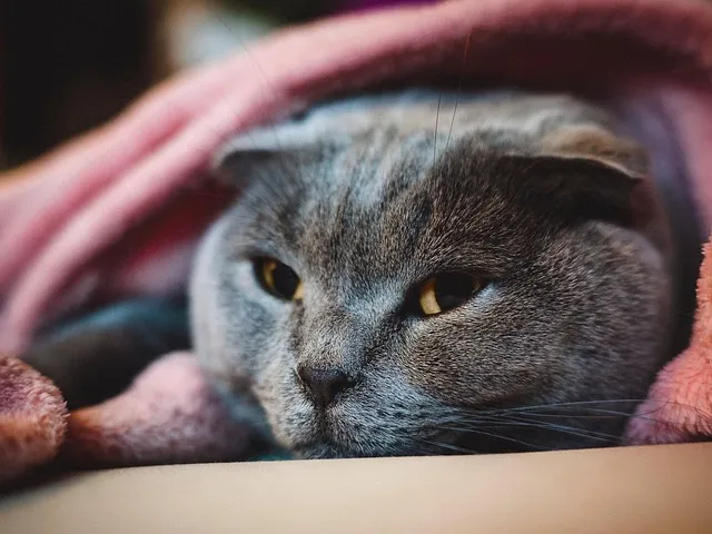 스코티시폴드 고양이 유전병_3