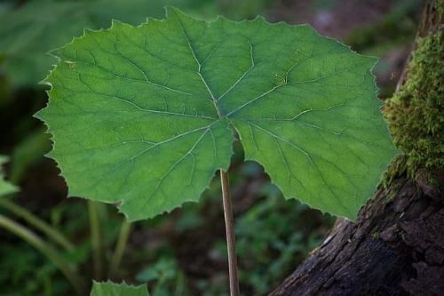 쌉쌀한 맛과 향을 가진 머위의 효능에 대해 알아볼게요