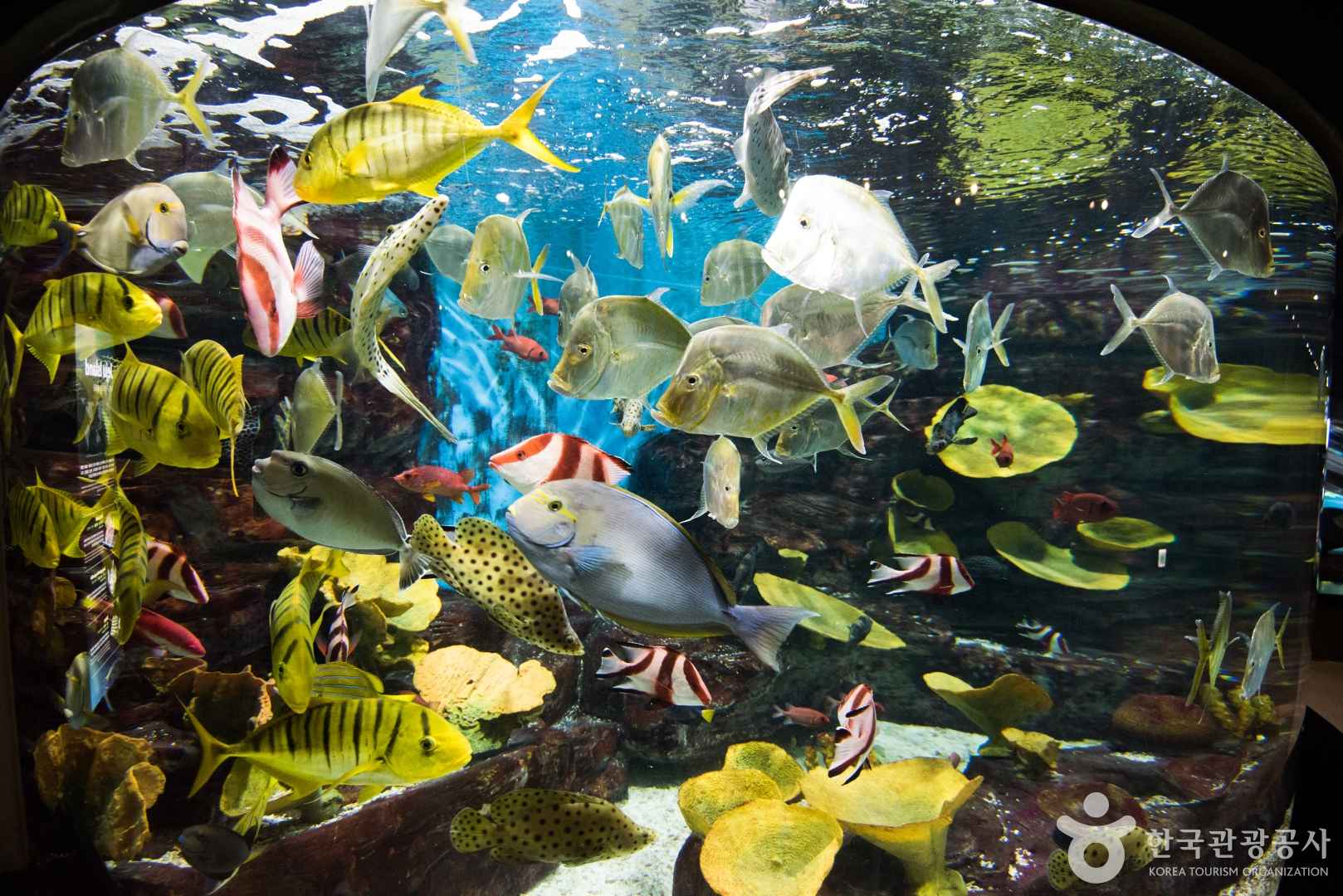 제주 아쿠아플라넷