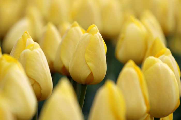 SunnyD가 가장 좋아하는 노란 튤립, 이미지 출처 - pixabay.com