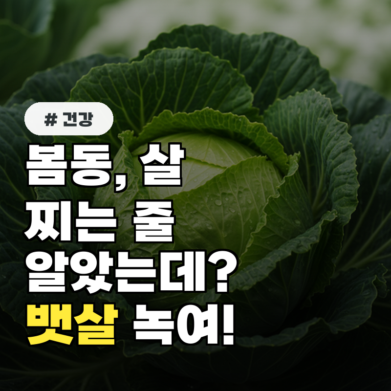 봄동, 살찌는 줄 알았는데 알고보니 뱃살 녹이는 의외의 효능