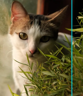 고양이 중성화 수술지원금 신청방법