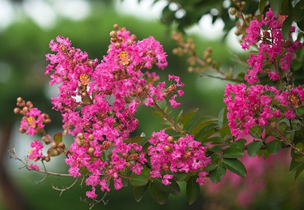 가을에 피는 꽃 배롱나무