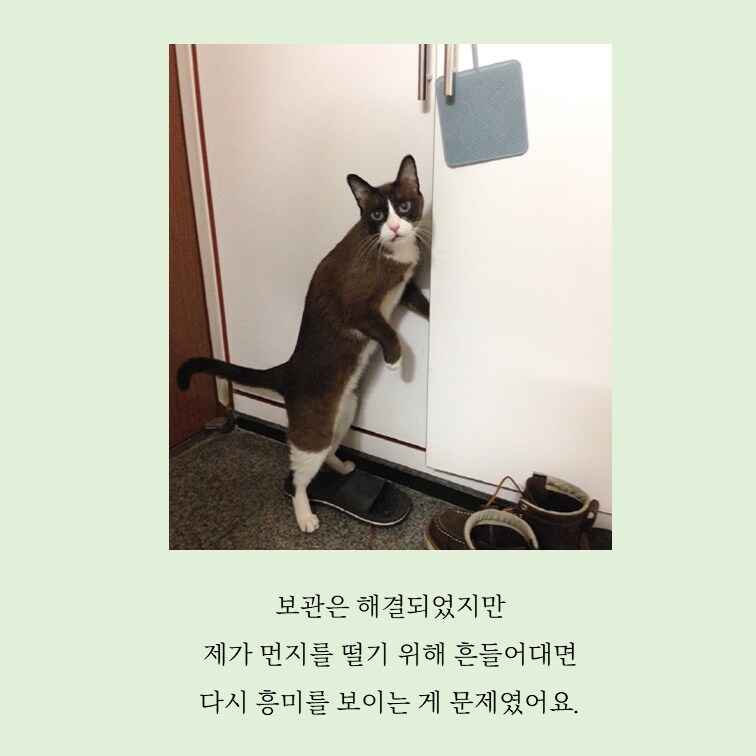 홍조 민정원 1인1묘살림일지