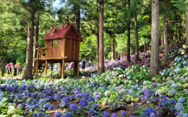 전라도 수국명소 추천 7곳, 수국이 만개한 아름다운 여름을 걷다