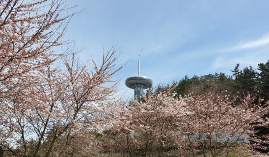완도 벚꽃