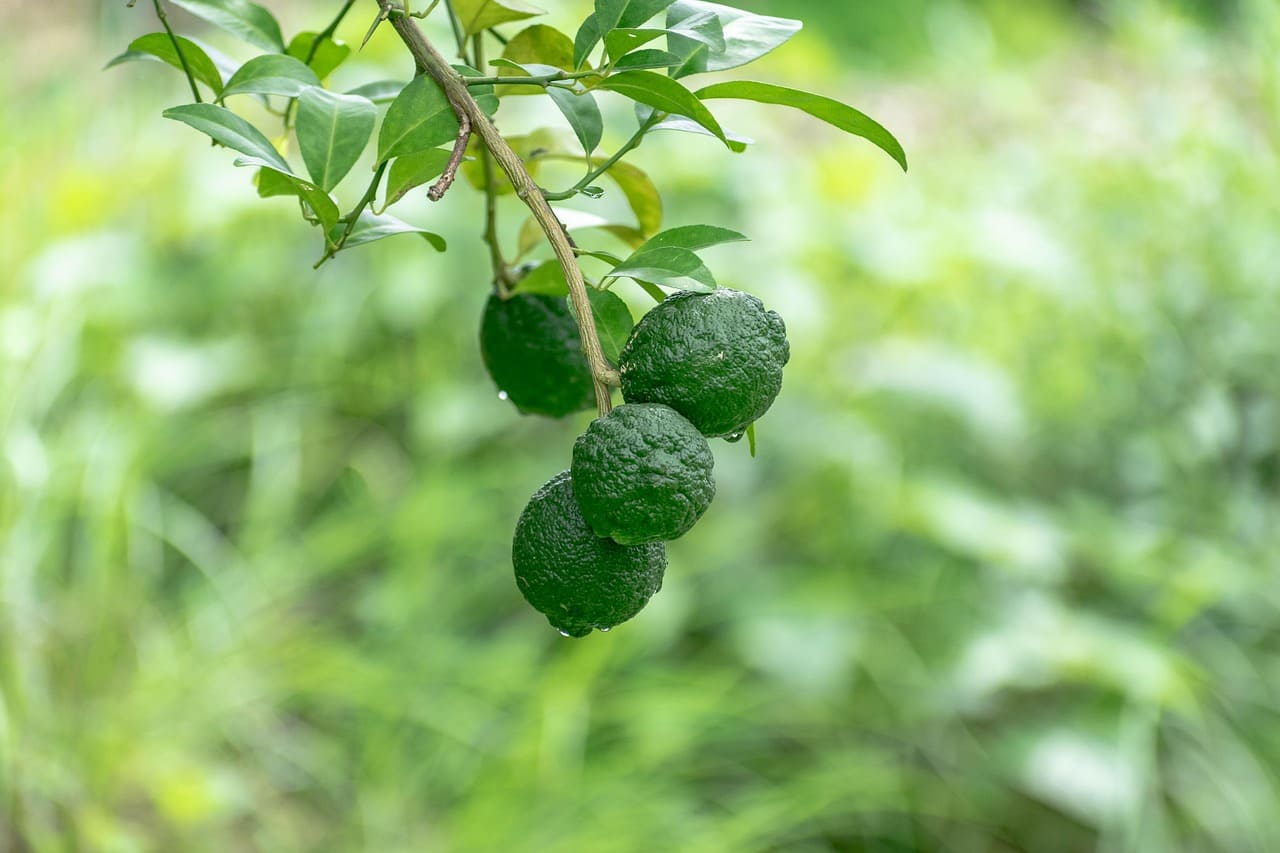 라임 효능의 라임 썸네일