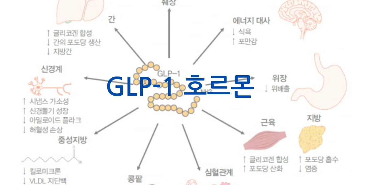 ๋คํฌ ์ด์ฝ๋ฆฟ- GLP-1 ํธ๋ฅด๋ชฌ
