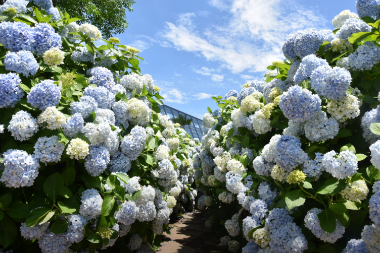 🍊"엄마와 떠나는 6월 제주 여행, 꼭 가봐야 할 힐링 명소 ‘카멜리아힐’