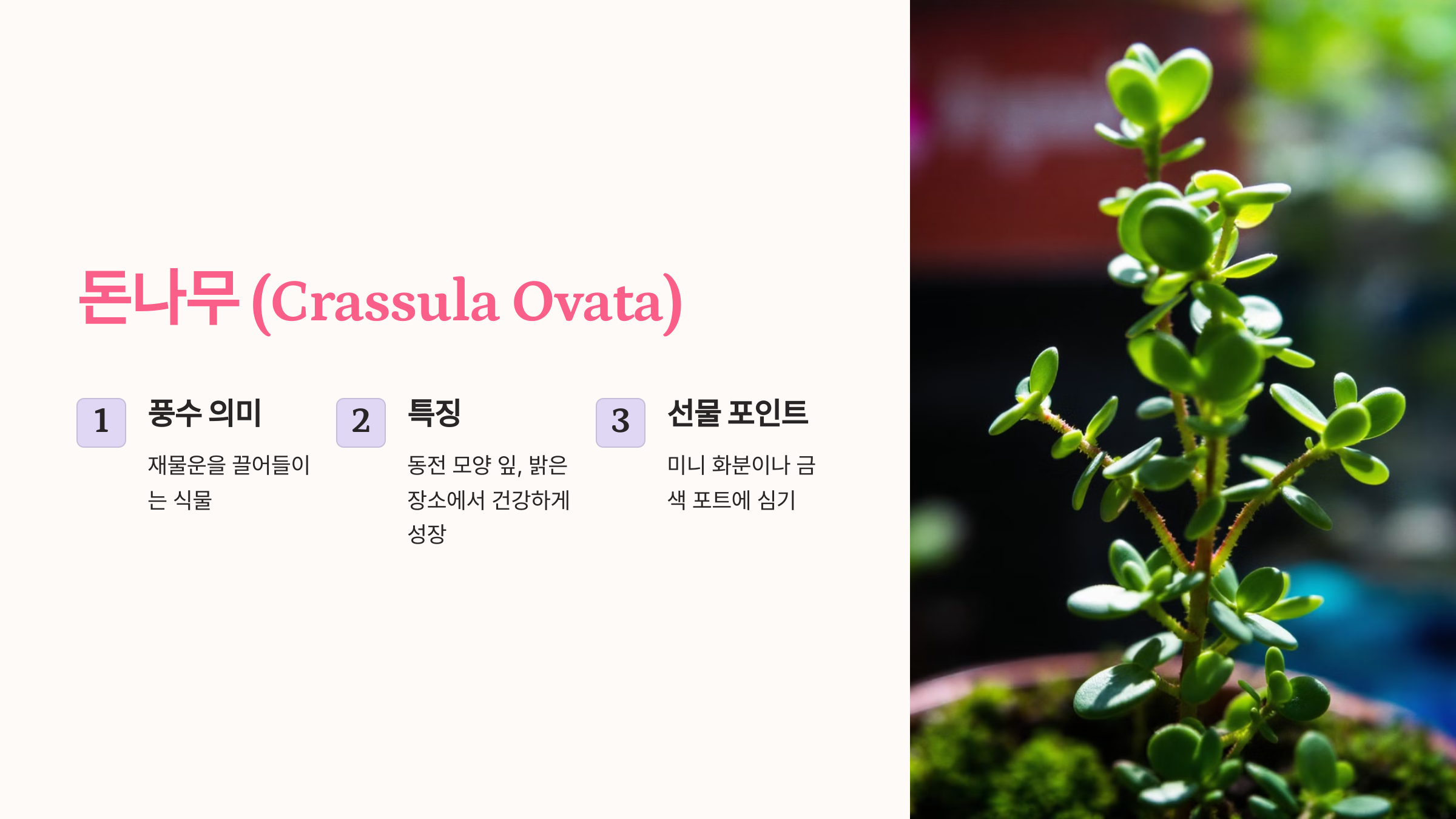 돈나무 (Crassula Ovata)