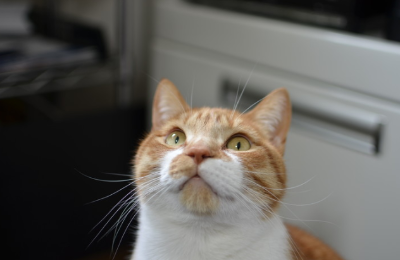 위를 보는 고양이