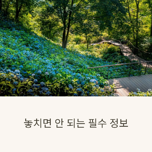 화담숲 수국축제