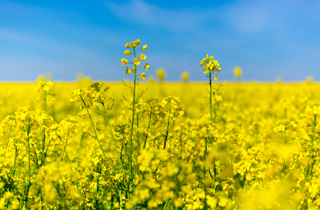 유채꽃 관련 이미지