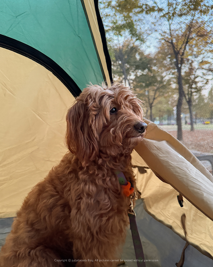 피크닉간 강아지