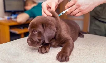 강아지 오래사는 신장관리 비법 생활습관_25