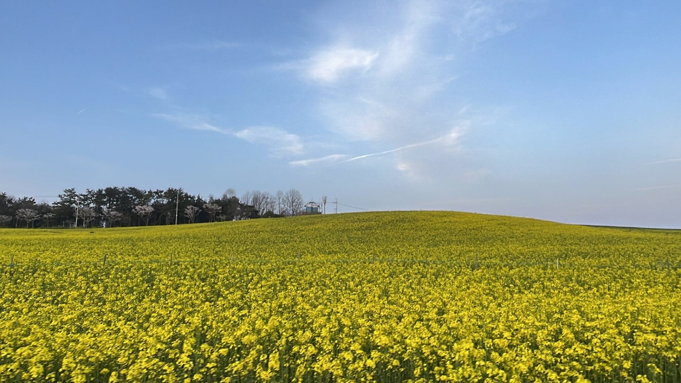 노란 꽃밭