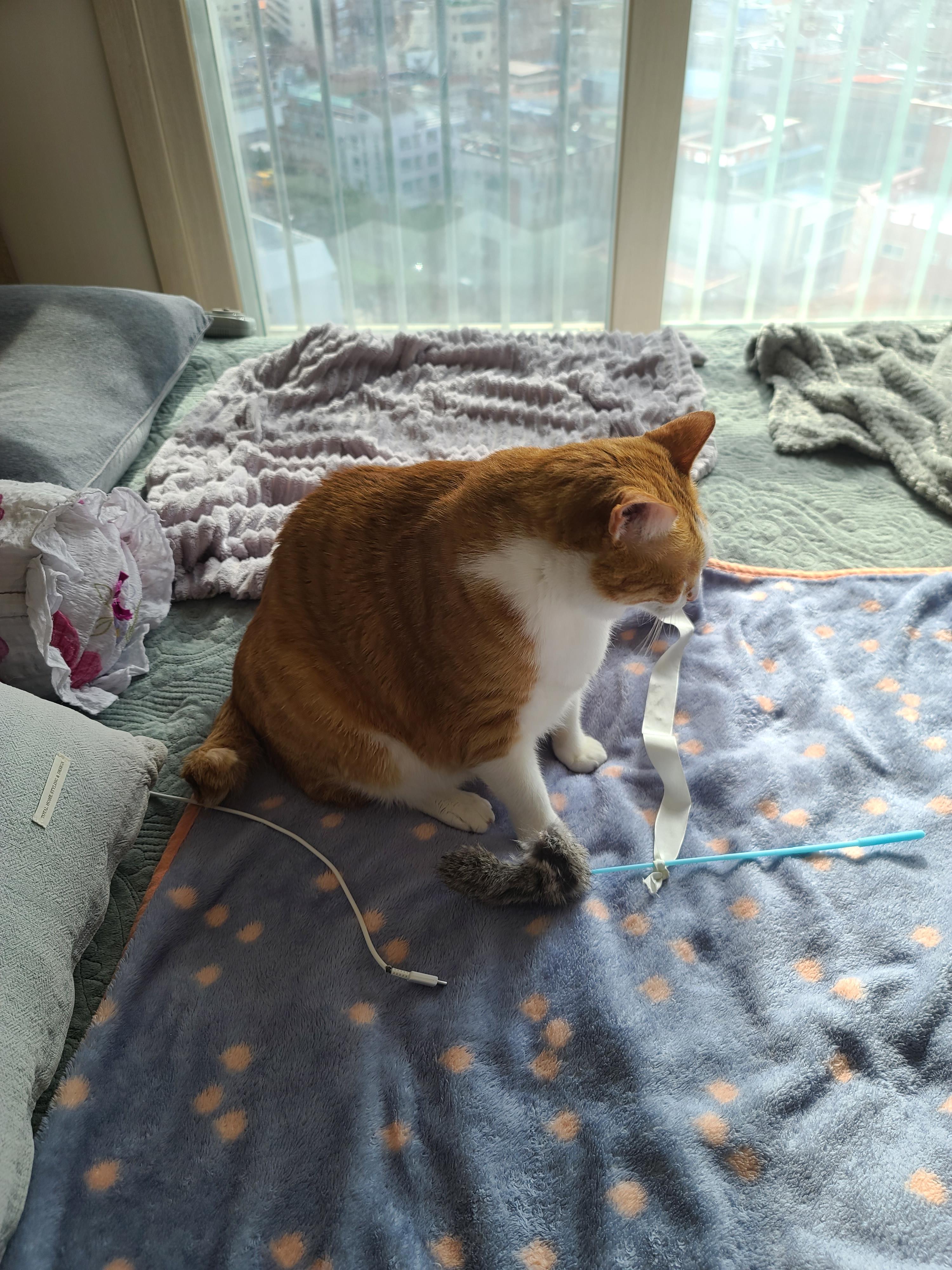 잠도 안자고 놀자고 조르는 고양이 호야 (feat.젖소냥이 두리)