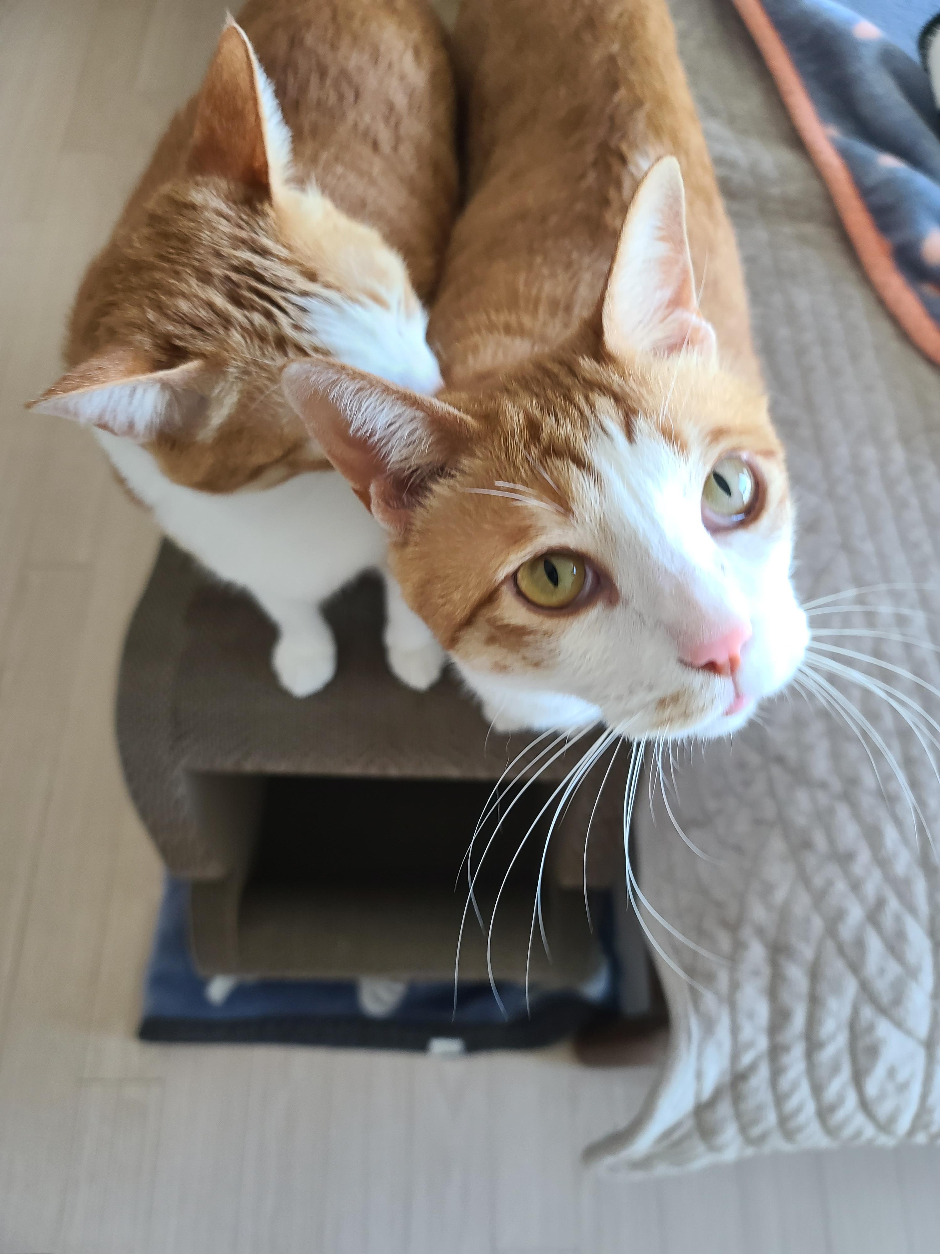 사이좋은 치즈냥이들(feat.호야랑 막둥이 몸무게)