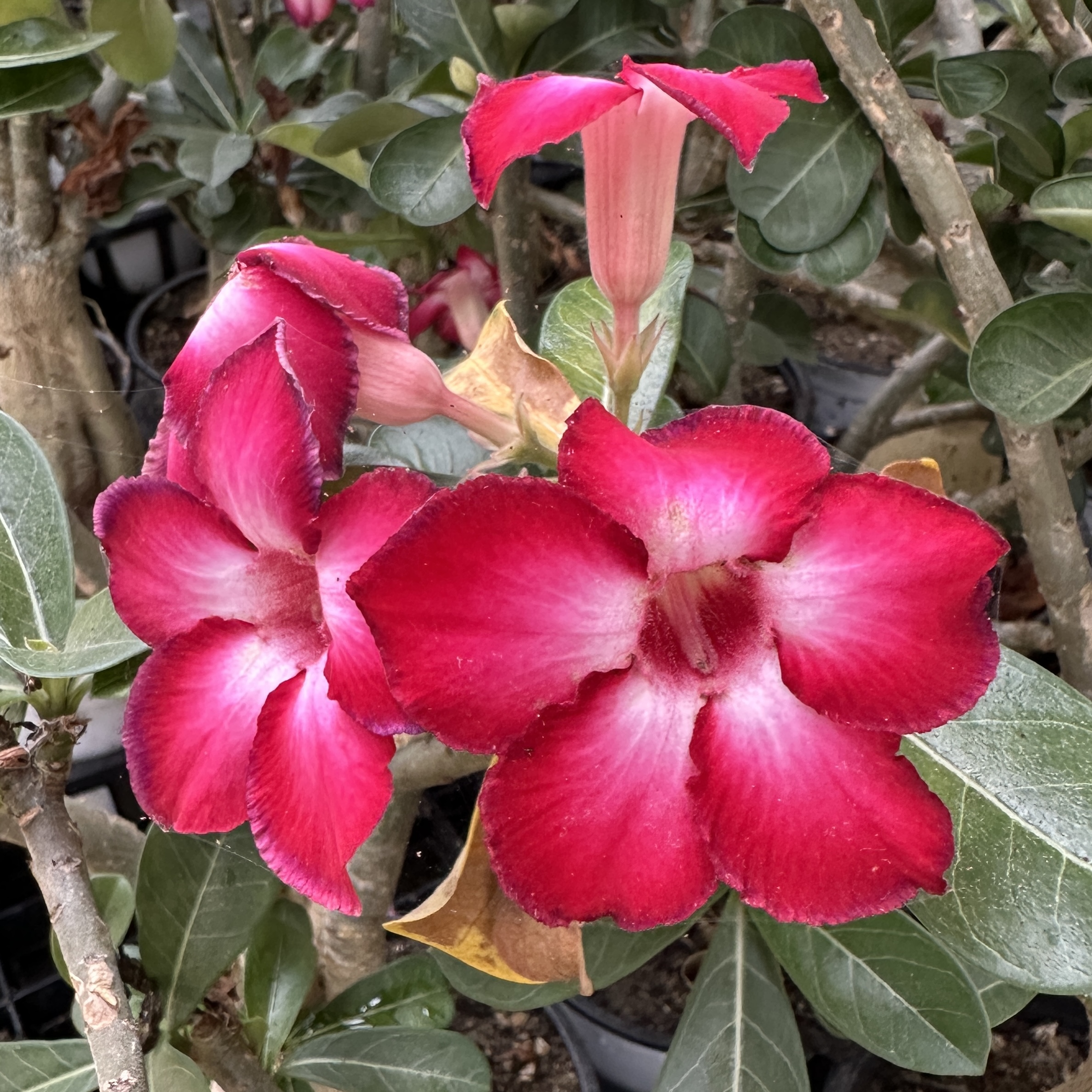 사막의장미 아데니움 크게 대품 키우기