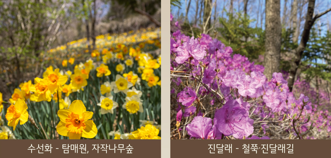 2025 화담숲 예약 방법 &amp; 꿀팁 총정리 - 운영시간&middot;요금&middot;환불까지 5