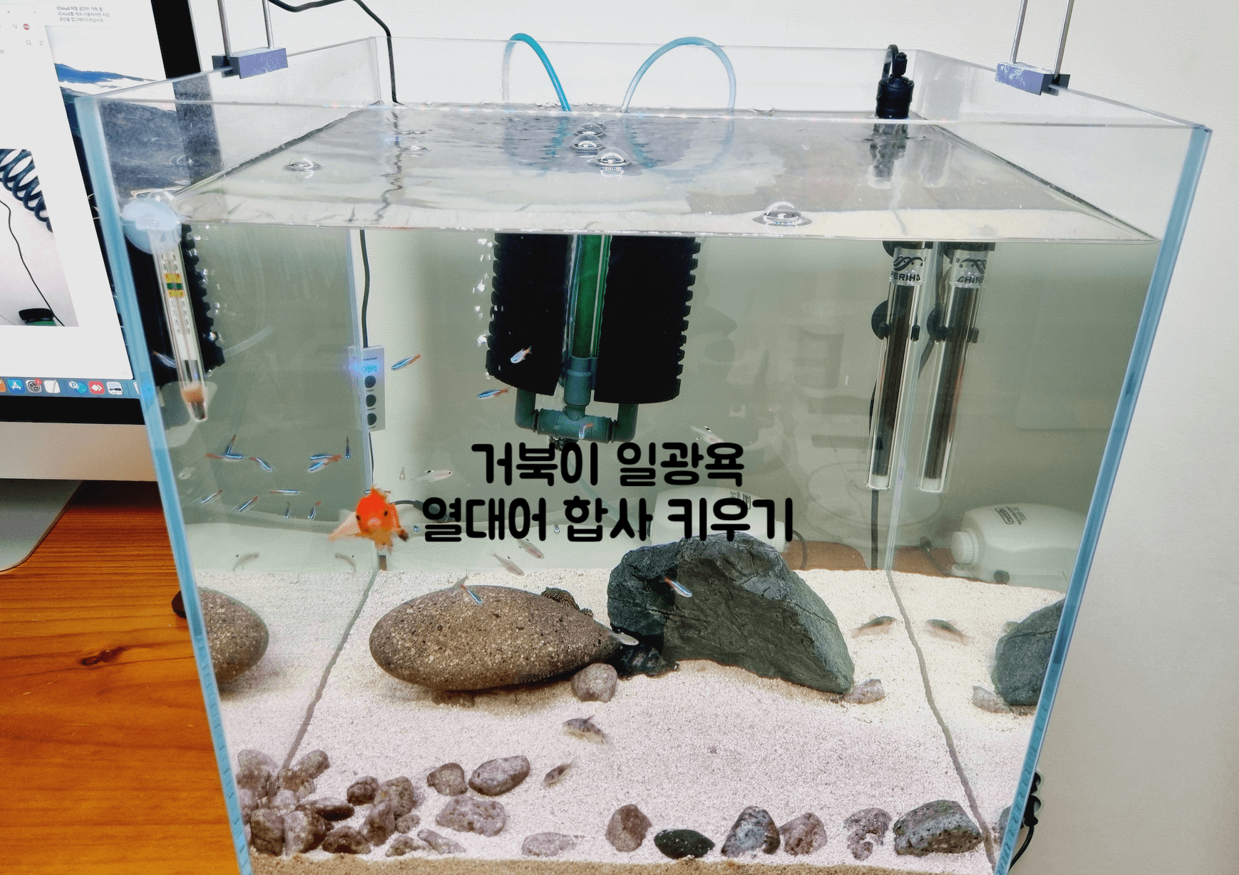거북이 일광욕