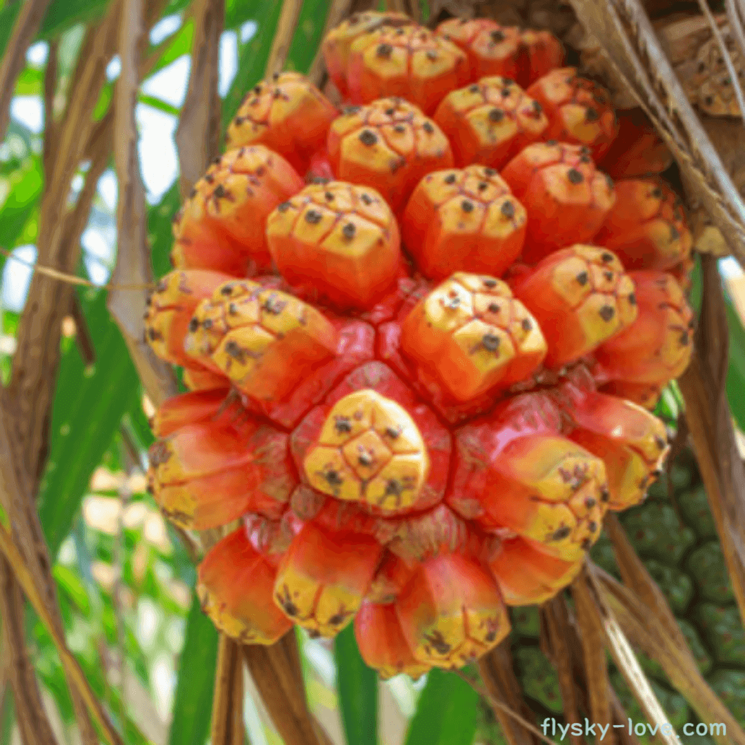 판다누스(pandanus), 스크류파인