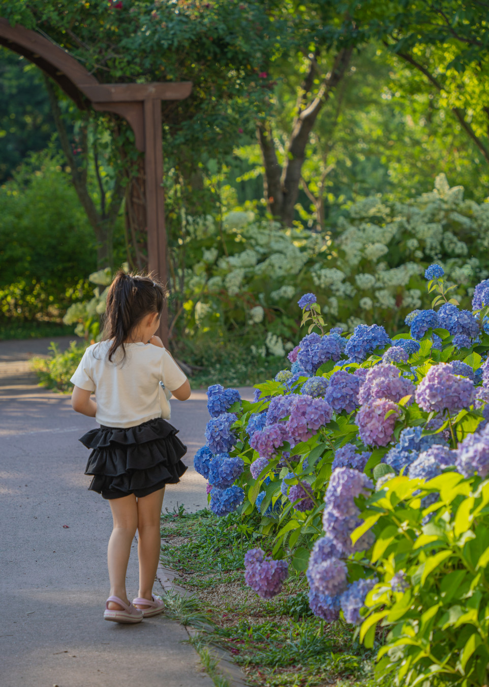 신동 수변공원 수국