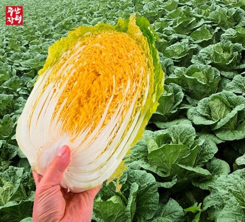 배추밭을-배경으로-들고있는-배추-반포기