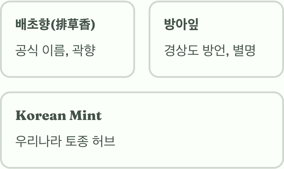 방아잎? 배초향? 한국의 민트