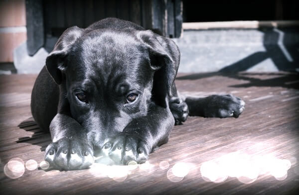 검은색-털의-강아지