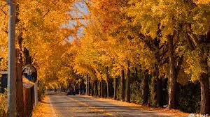 충남 은행나무 길