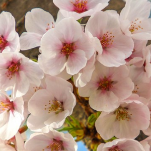 2025 대한민국 벚꽃 개화 시기 총정리! 지역별 명소 &amp; 축제 일정