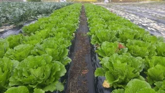 김장 배추 재배 파종 모종 웃거름 결구 수확 타이밍_2