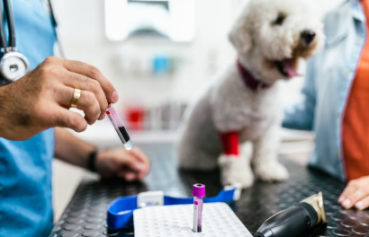 진료중인 강아지