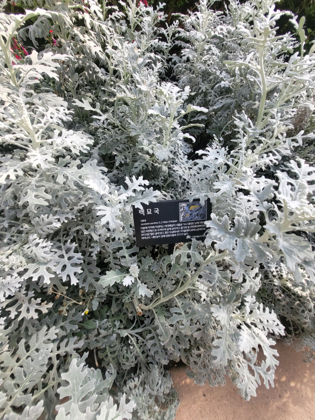 세종 아이와 가볼 만 한 곳 (세종수목원)