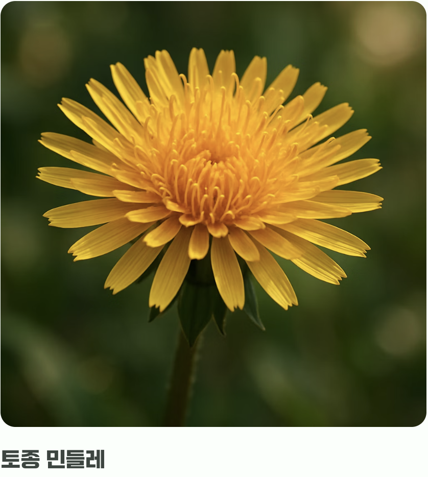 첫걸음&amp;#44; 내가 키울 &amp;#39;진짜 우리 민들레&amp;#39; 알기