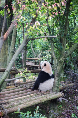 푸바오 반환 시기 이유&amp;#44; CITES 사이테스
