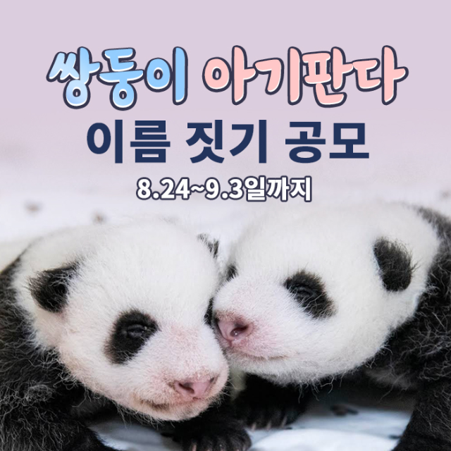 푸바오 쌍둥이 아기판다 동생 이름 공모