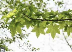 엄나무 효능 부작용 재배방법 총정리(최신)