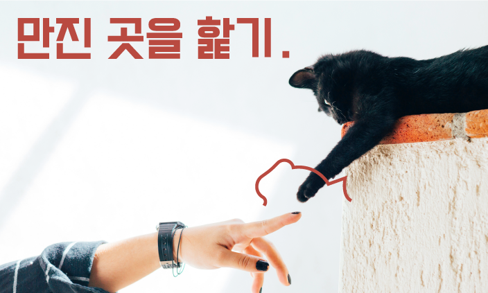 고양이-언어