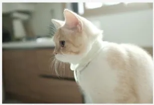 고양이 빈혈 증상 치료_2