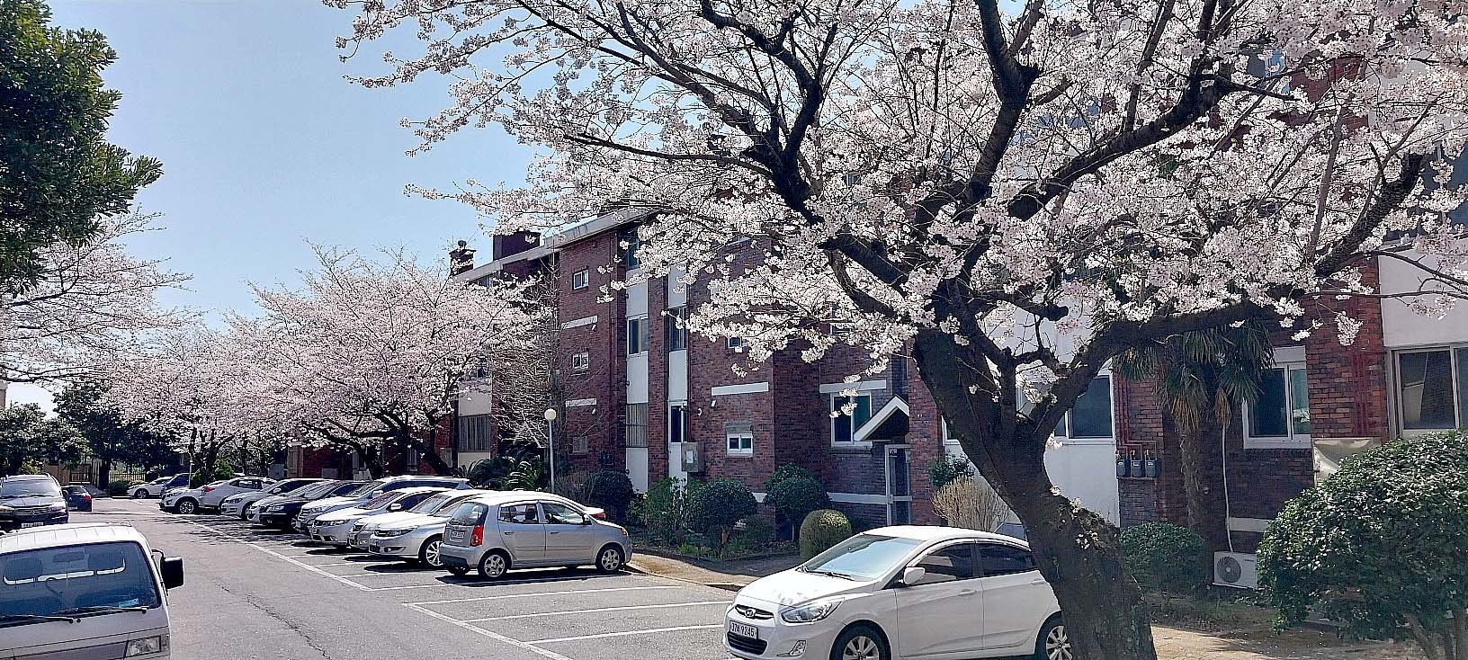 제주 현대연립 벚꽃뷰