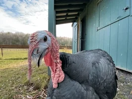 Turkey