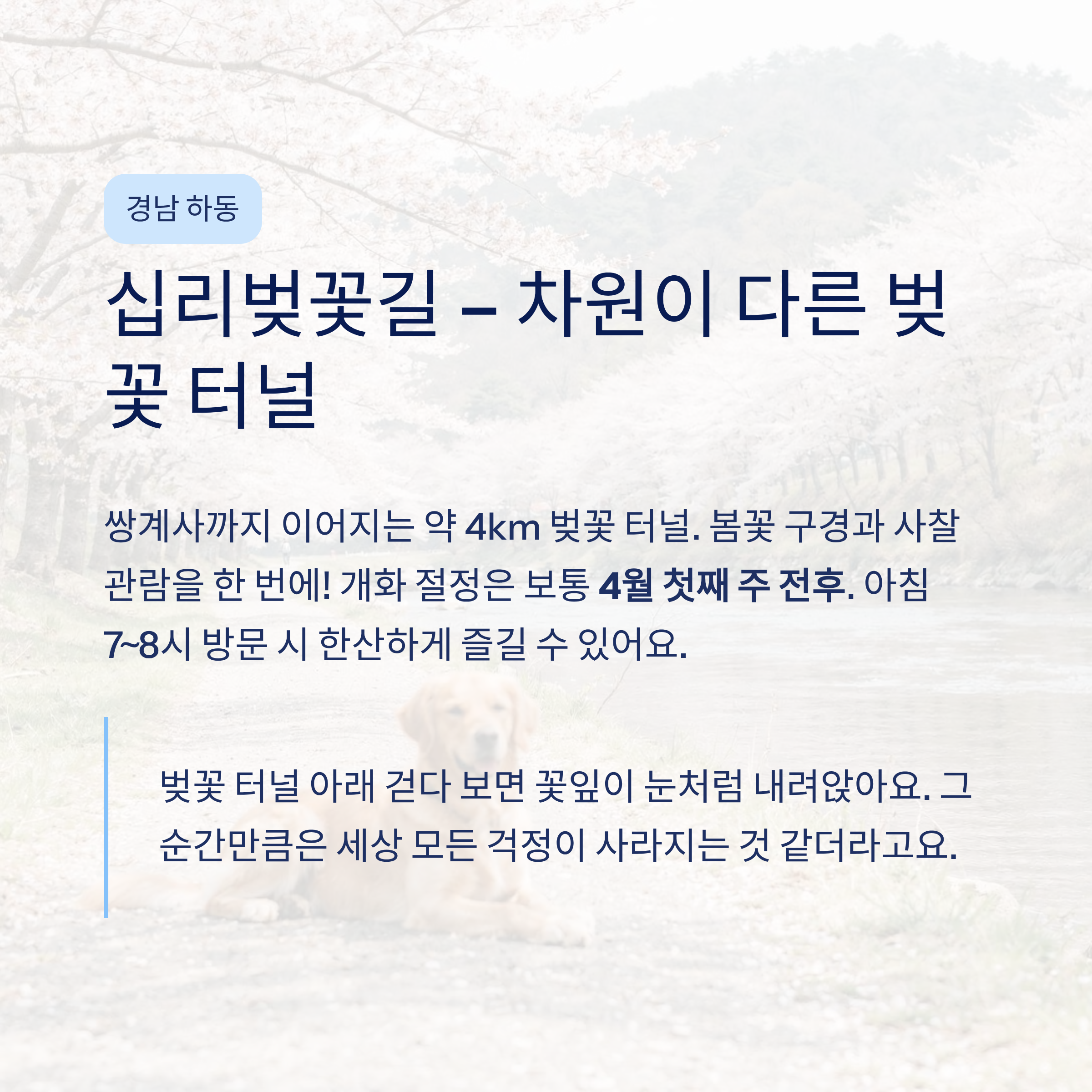 봄 국내 여행지 추천 – 40·50대가 진짜 좋아하는 가볼만한곳 총정리