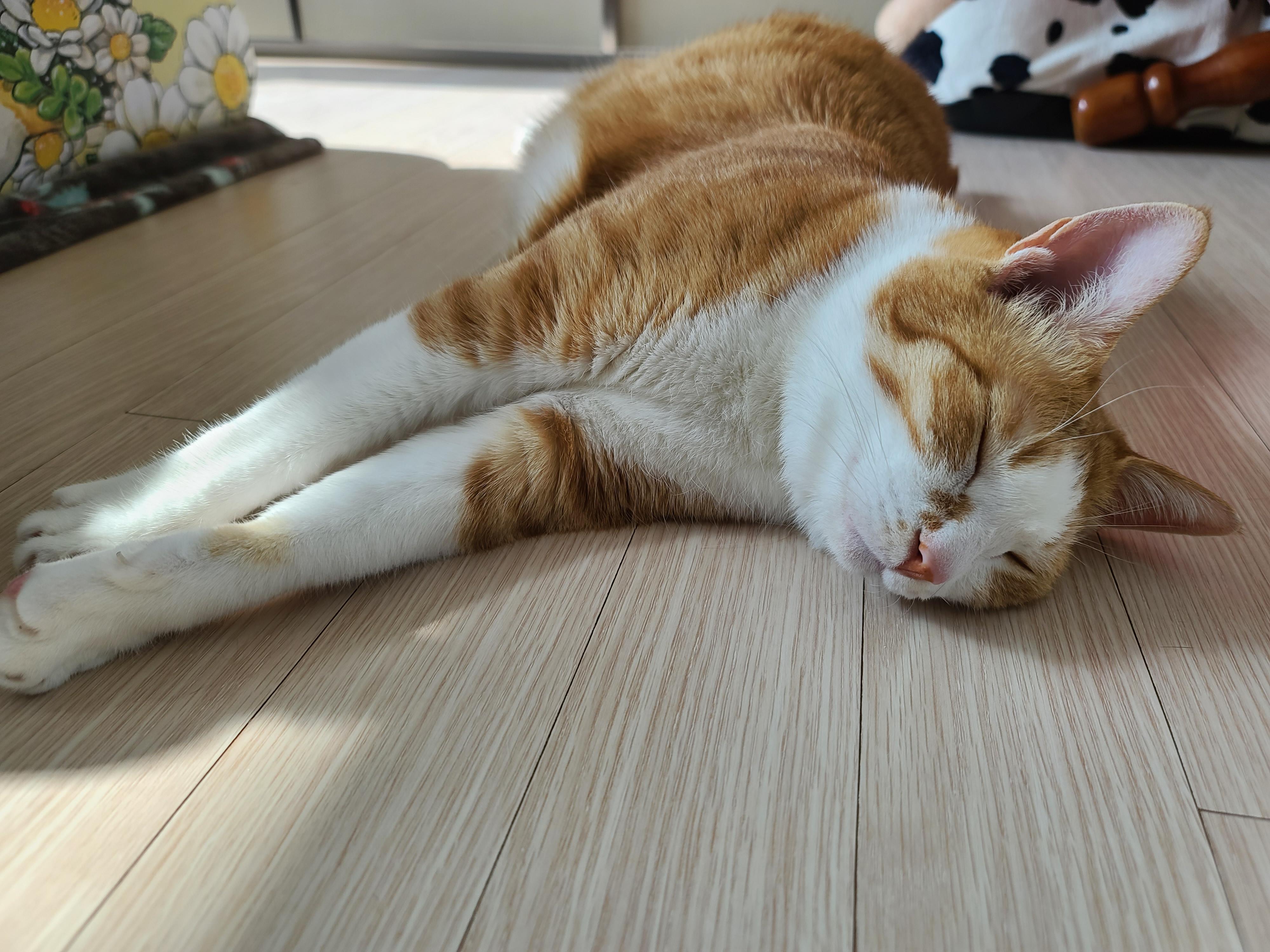 버리려고 하면 잘 써주는 청개구리 같은 고양이들 (feat.귀여운호야)