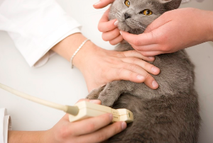 친환경 검사를 받는 고양이